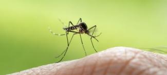 Japanese encephalitis is a mosquito-borne virus